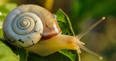 escargot