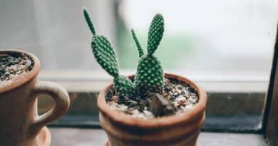 cosmetique-cactus