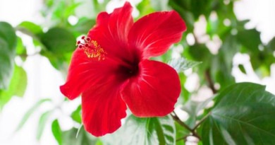 fleur-hibiscus-vertus