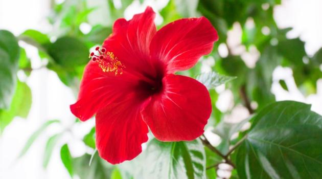 Fleurs d'hibiscus rouges séchées