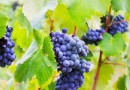 Sarmance, la cosmétique des vignes au service de votre beauté